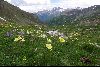 <em>Pulsatilla alpina apiifolia</em>